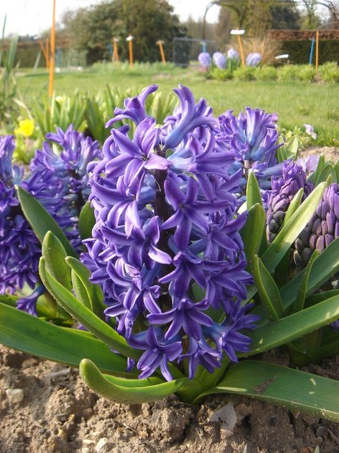 Hyacinthus orientalis 'Delft Blue' PB 7